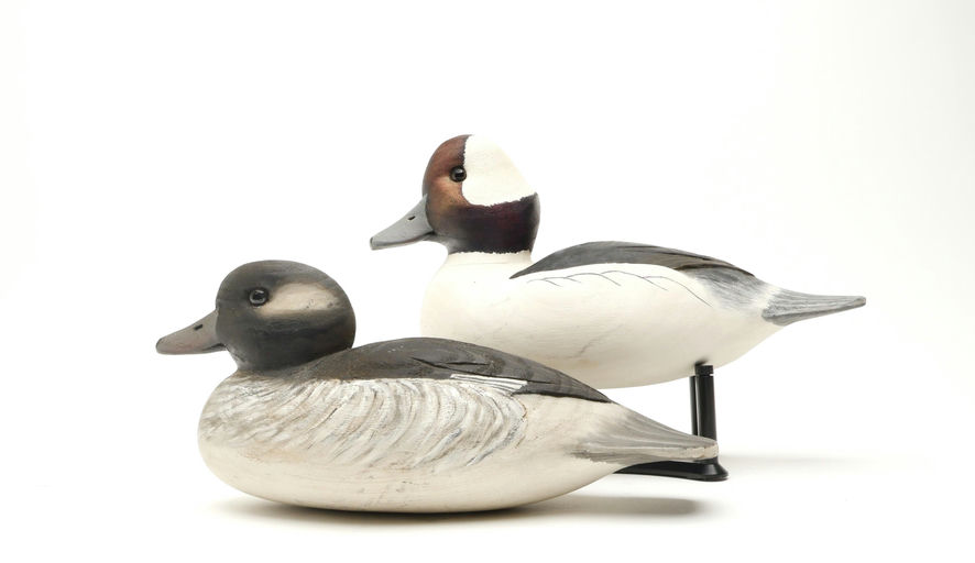 Cigar Daisey – Bufflehead – 2026