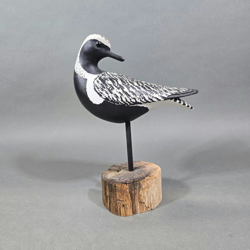 Steve Morey — Plover