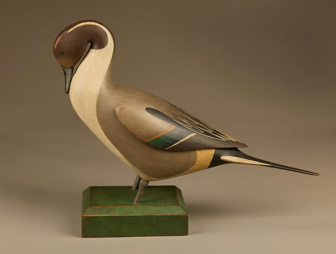 Cameron McIntyre – Preening Pintail – 2025
