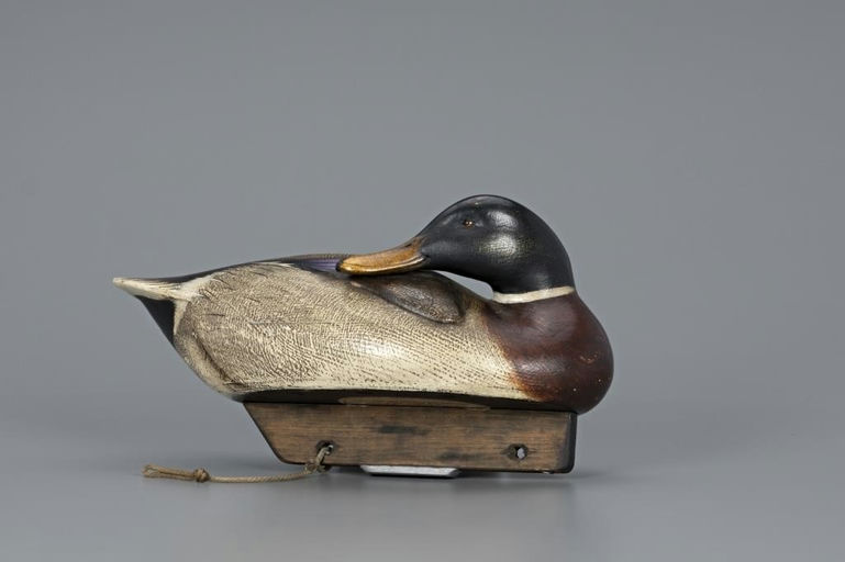 Jim Schmiedlin – Preening Mallard – 2019