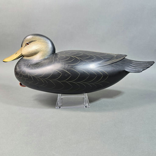 George Strunk – Black duck – 2026