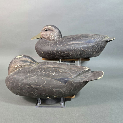 Scott Cronshaw – Black Duck – 2026
