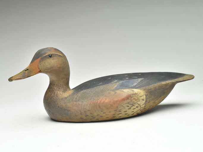 Ward Brothers – Mallard – 2023