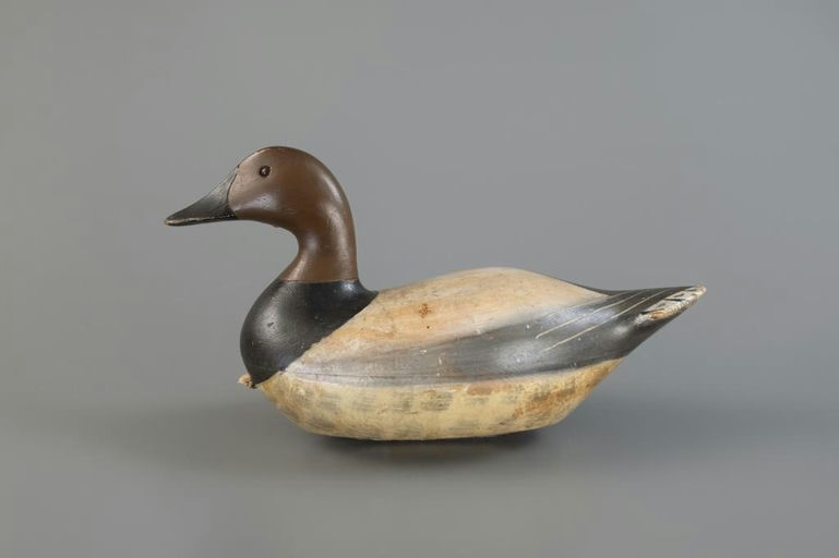 Charles Bergman – Rare Canvasback Drake – 2025