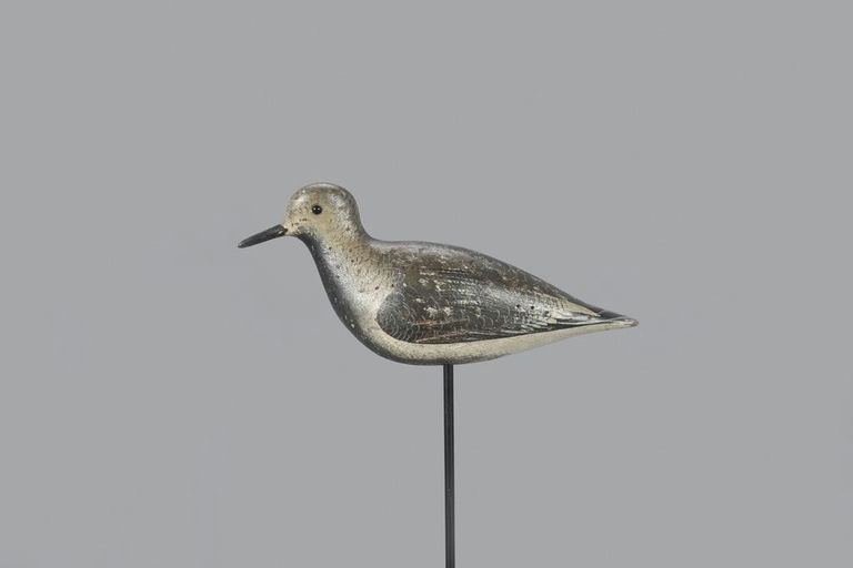 John Dilley – Black Bellied Plover – 2023