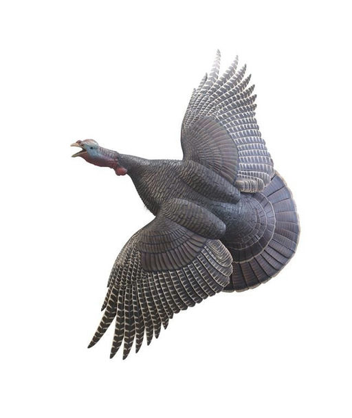 Frank Finney – Life-Size Flying Wild Turkey – 2023