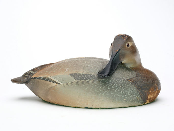 Ward Brothers – Preening Canvasback – 2025