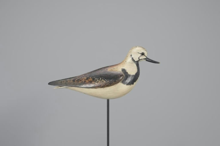 Bill Gibian – Ruddy Turnstone – 2024