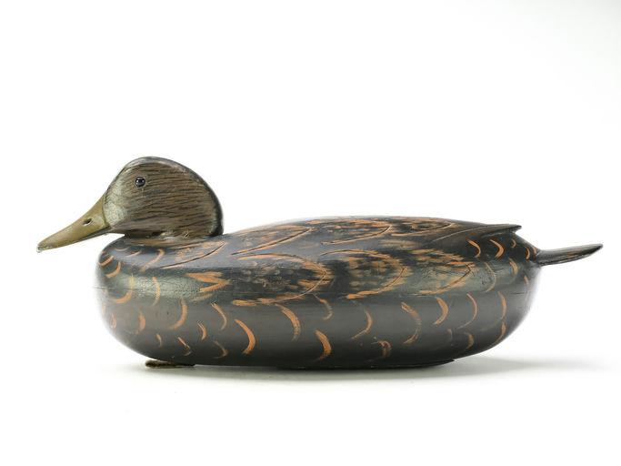 Dan English – Black Duck – 2025