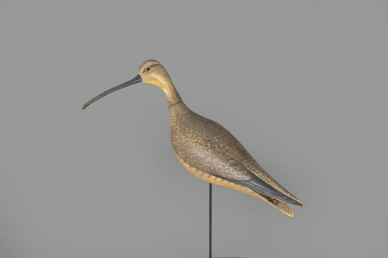 Mark McNair – Turned-Head Long-Billed Curlew – 2024