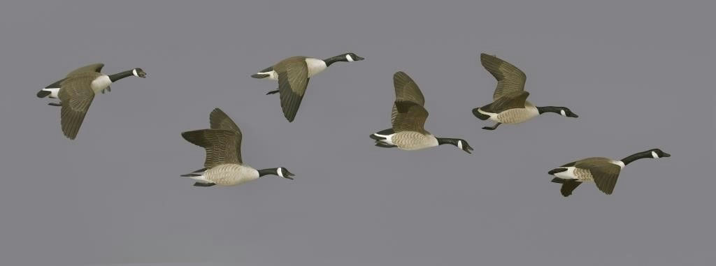 Wendell Gilley – Important Set of Six Miniature Flying Canada Geese – 2024
