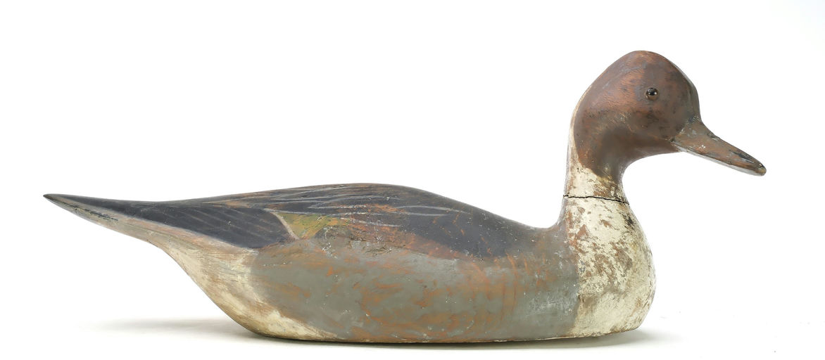 Ward Brothers – Pintail – 2025