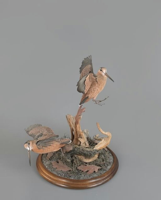 Tad Beach – Flying Woodcock Pair – 2025