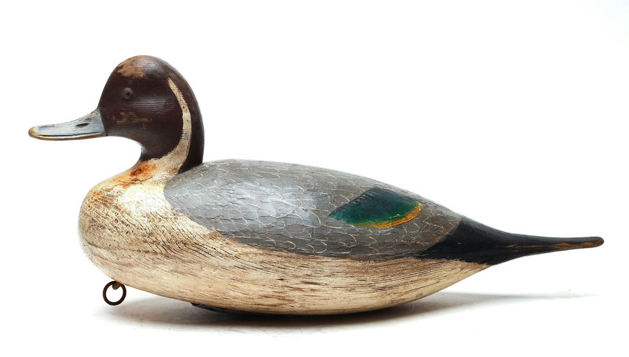 Mark Daisey – Pintail – 2026
