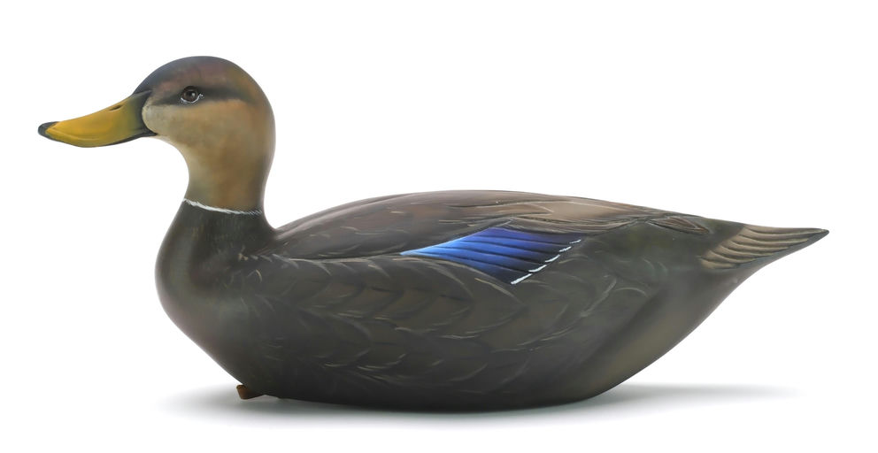 Sean Sutton – Black Duck X Mallard Hybrid – 2024