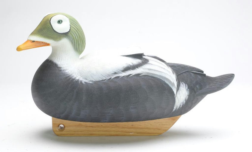 Tom Matus – Spectacled Eider – 2023