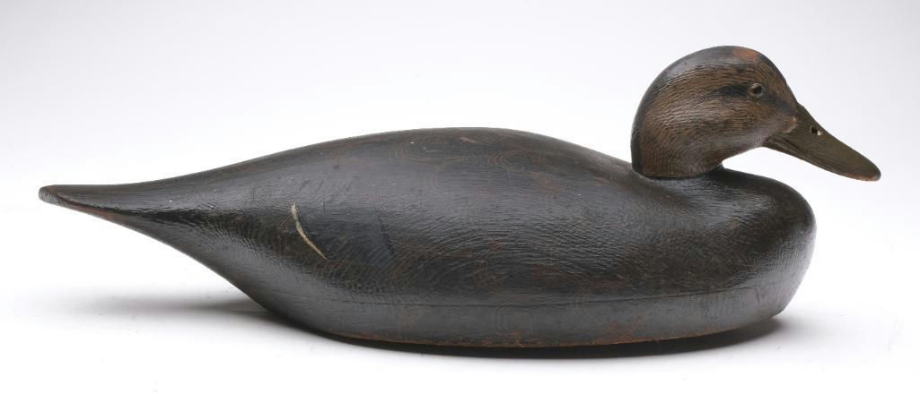 John McLoughlin – Black Duck – 2024