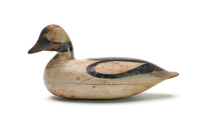 Harry V. Shourds – Bufflehead – 2025