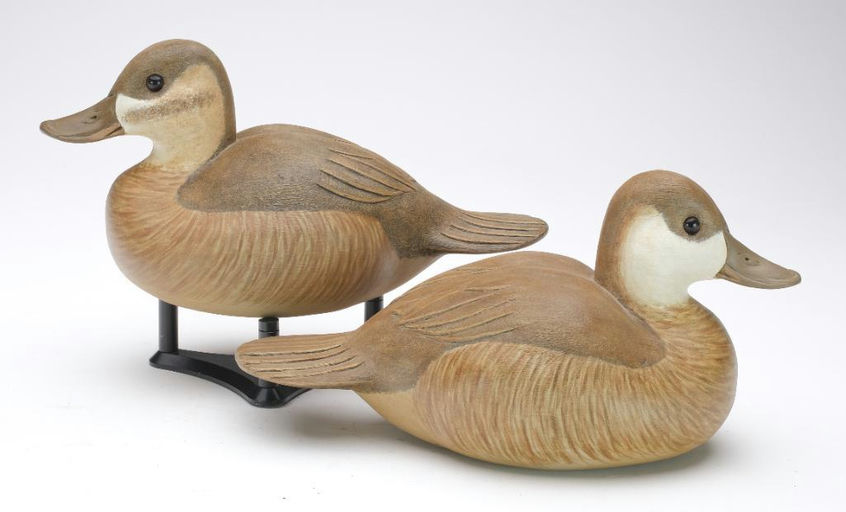 Cigar Daisey – Ruddy Duck – 2023