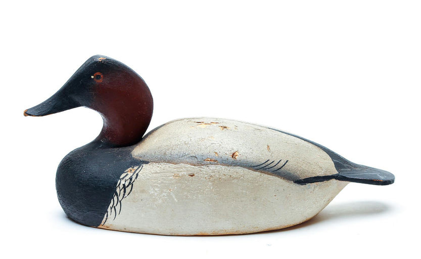 Ward Brothers – Canvasback – 2026