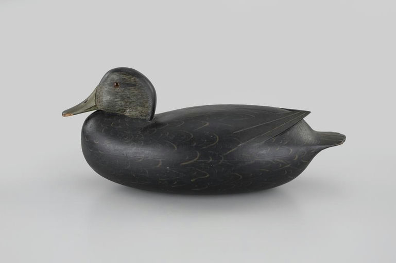 William Quinn – Black Duck – 2026