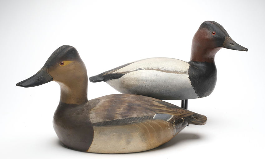 Ward Brothers – Pair of Canvasback – 2026