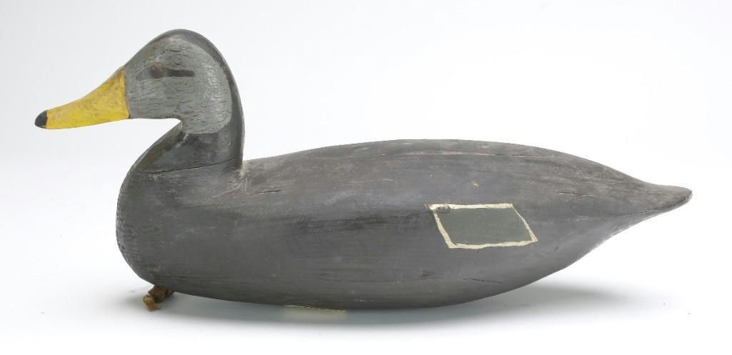 Charles Birch – Black duck – 2024