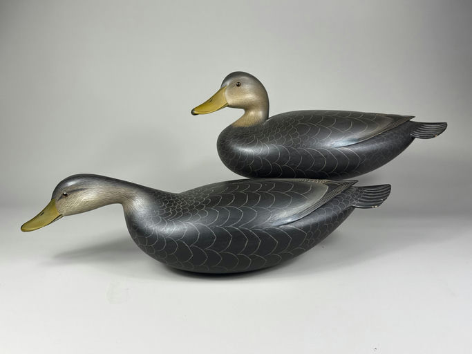 George Strunk – Black duck – 2026