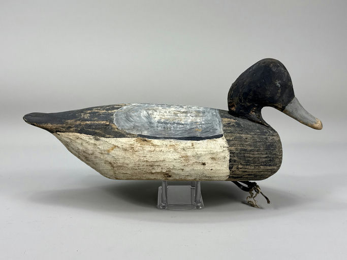 Miles Hancock – Scaup – 2026