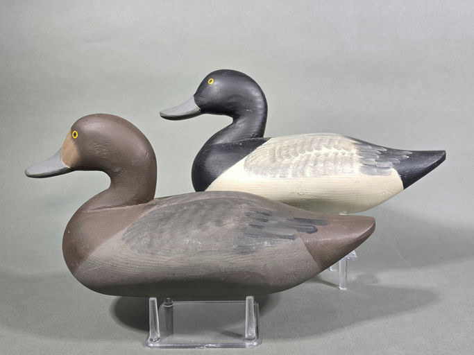 Paul Gibson – Scaup – 2026