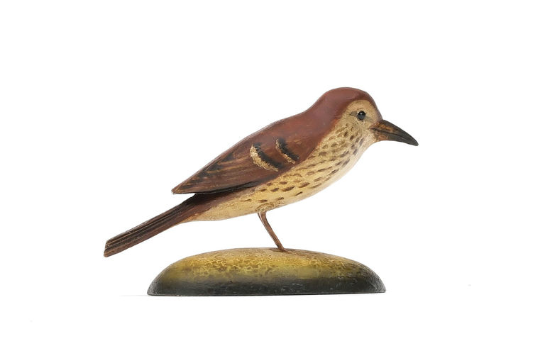 Frank Finney – Brown thrasher – 2025