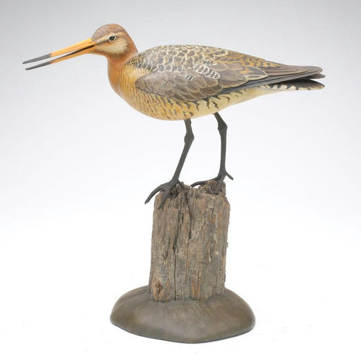 Bill Gibian – Black Tailed Godwit – 2023