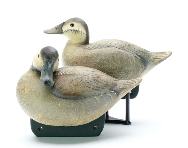 Reggie Birch – Ruddy Duck – 2025