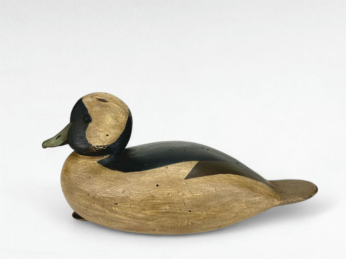 Bob White – Early Bufflehead Drake – 2024