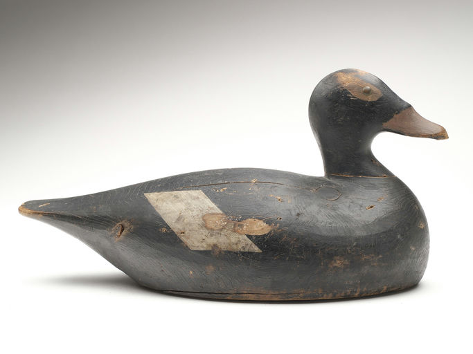 Joseph Lincoln – White-winged Scoter – 2023
