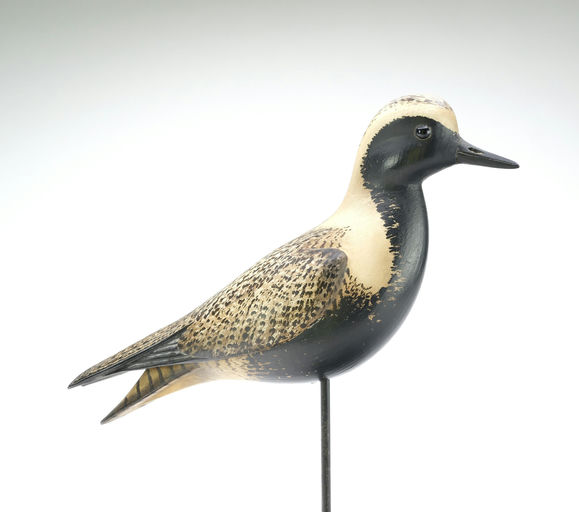 Bill Gibian – Black Bellied Plover – 2025