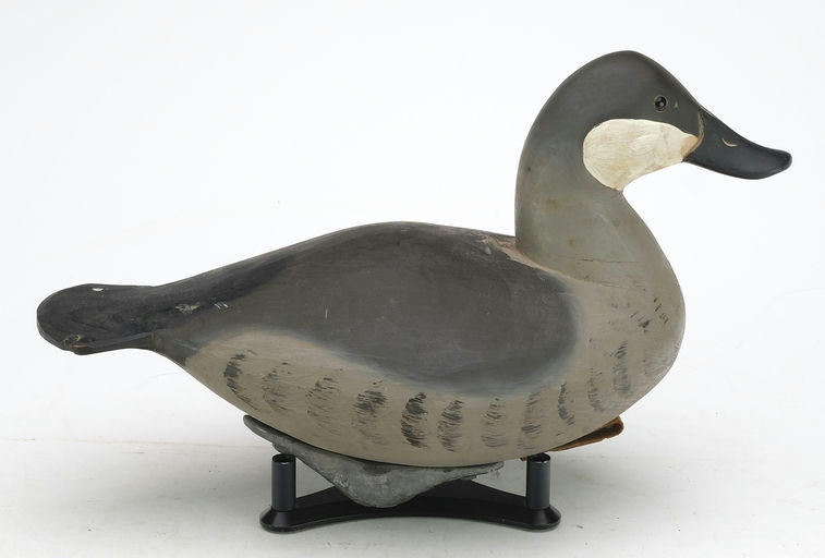 Pete Peterson – Ruddy Duck – 2024