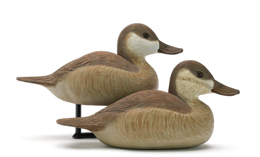Cigar Daisey – Ruddy Duck – 2024