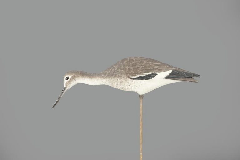 Roger Barton – Reaching Willet – 2024