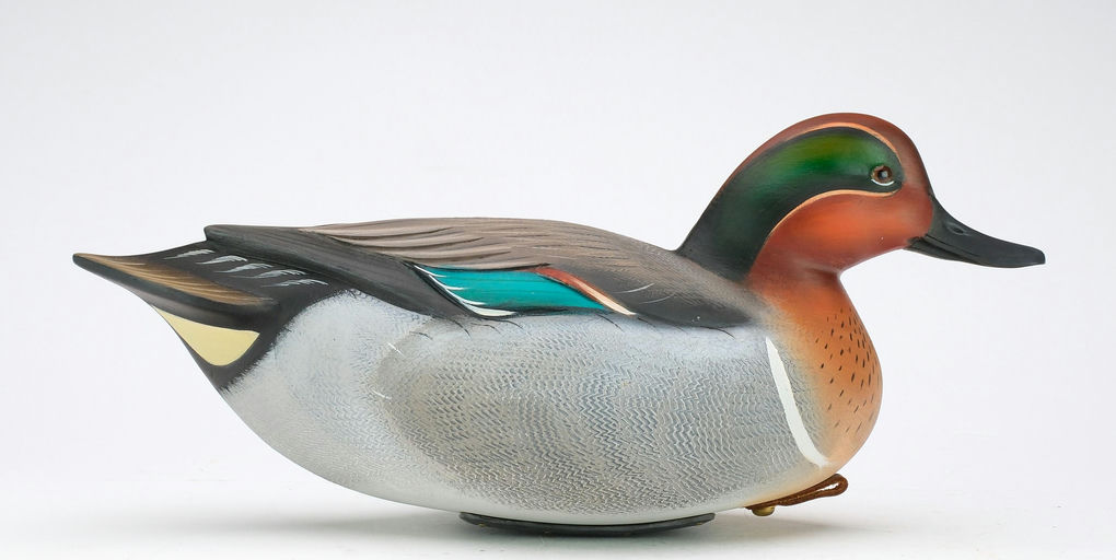Sean Sutton – Green-winged Teal – 2024