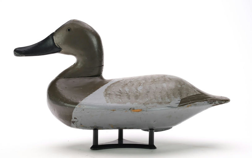 William Heverin – Canvasback Hen – 2024