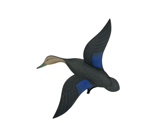 Jamie Hand – Flying Black Duck – 2024