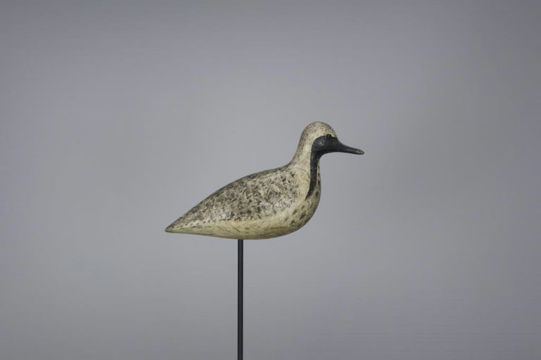 Harry V. Shourds – Black-Bellied Plover in Eclipse Plumage – 2017