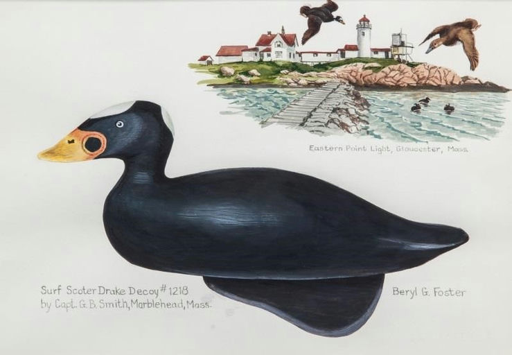Gerald B. Smith – Surf Scoter Drake – 2014