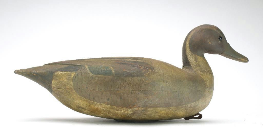 Reggie Birch – Pintail – 2024