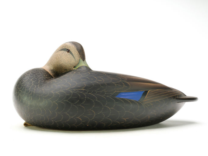 Keith Mueller – Sleeping Black Duck – 2025