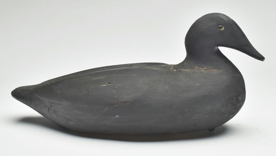 Gus Wilson – Eider Hen – 2023