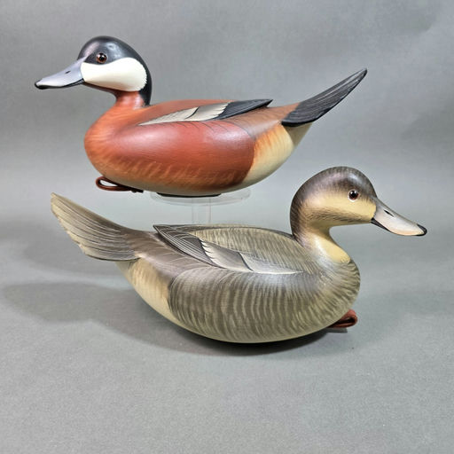 George Strunk – Ruddy duck – 2026
