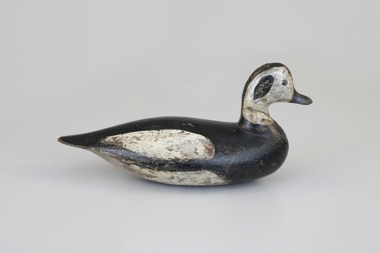 Verity Family – Long-Tailed Duck – 2026