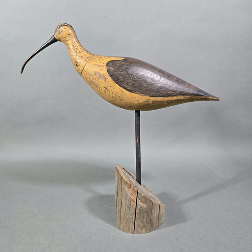 Steve Morey – Curlew – 2026
